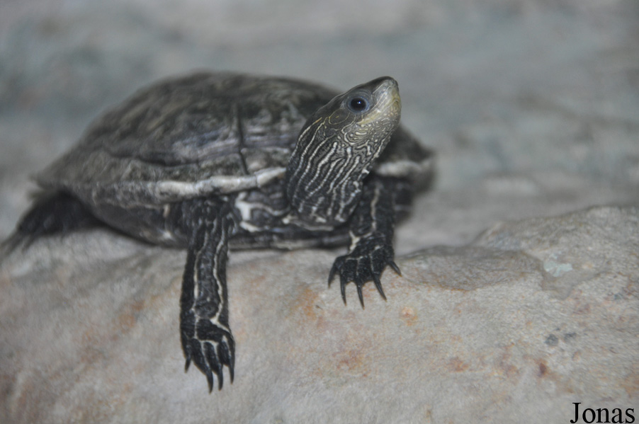 Mauremys rivulata