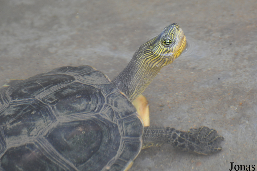 Mauremys sinensis