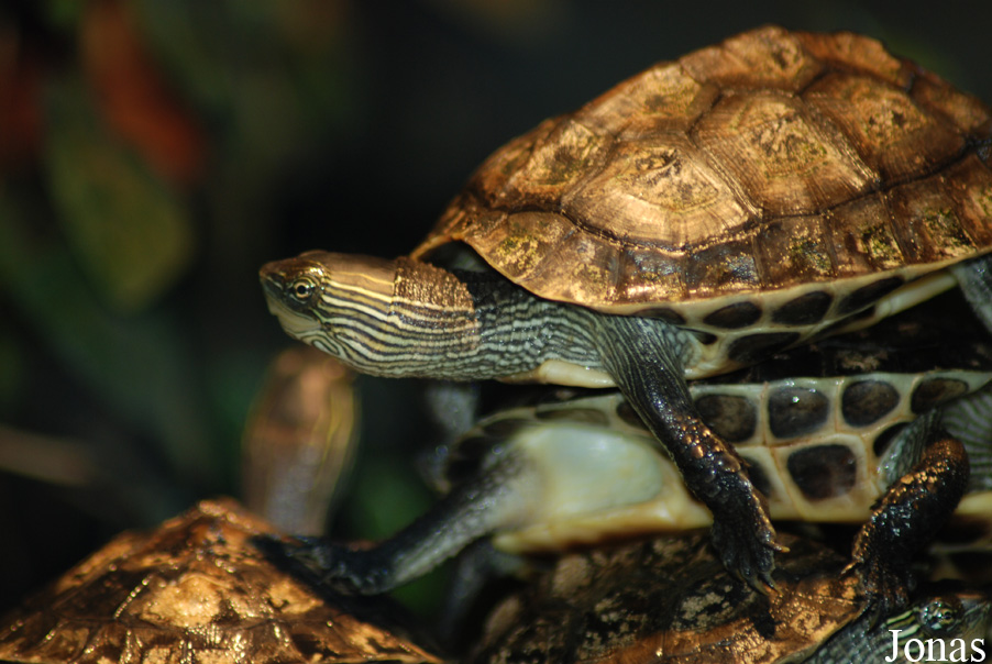 Mauremys sinensis
