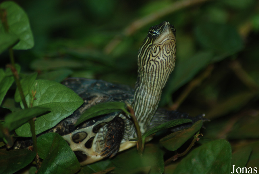 Mauremys sinensis