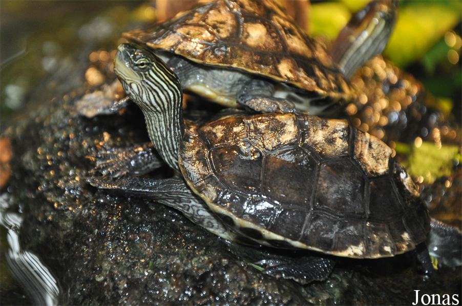Mauremys sinensis
