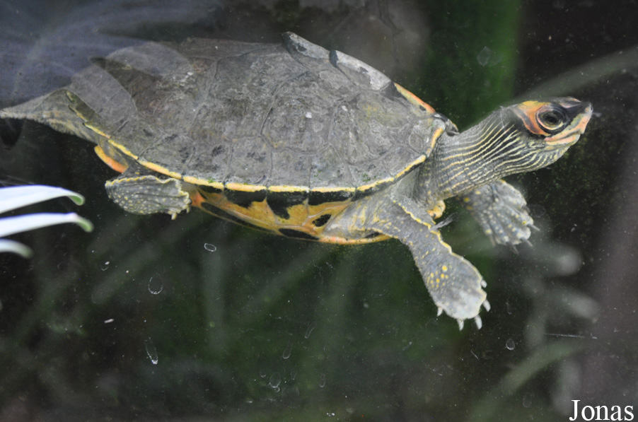 Pangshura tecta