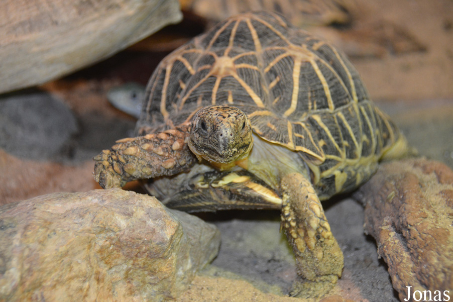 Astrochelys radiata