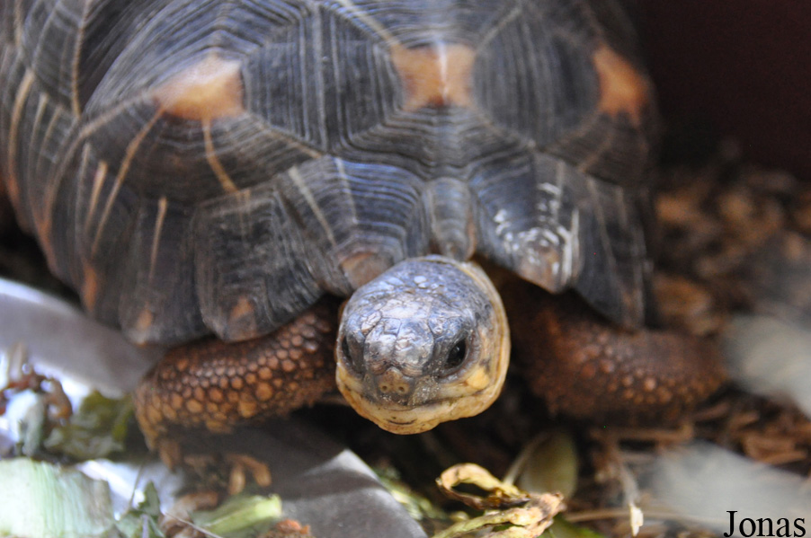 Astrochelys radiata