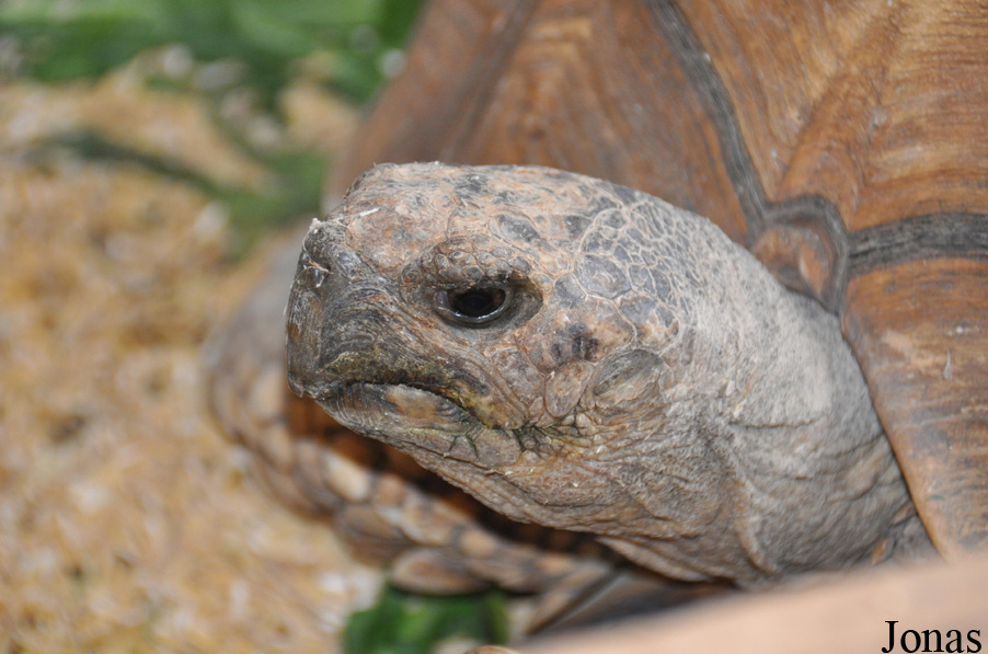 Astrochelys yniphora