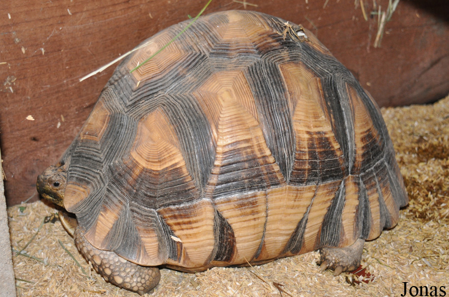 Astrochelys yniphora