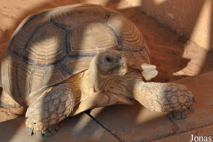 Centrochelys sulcata