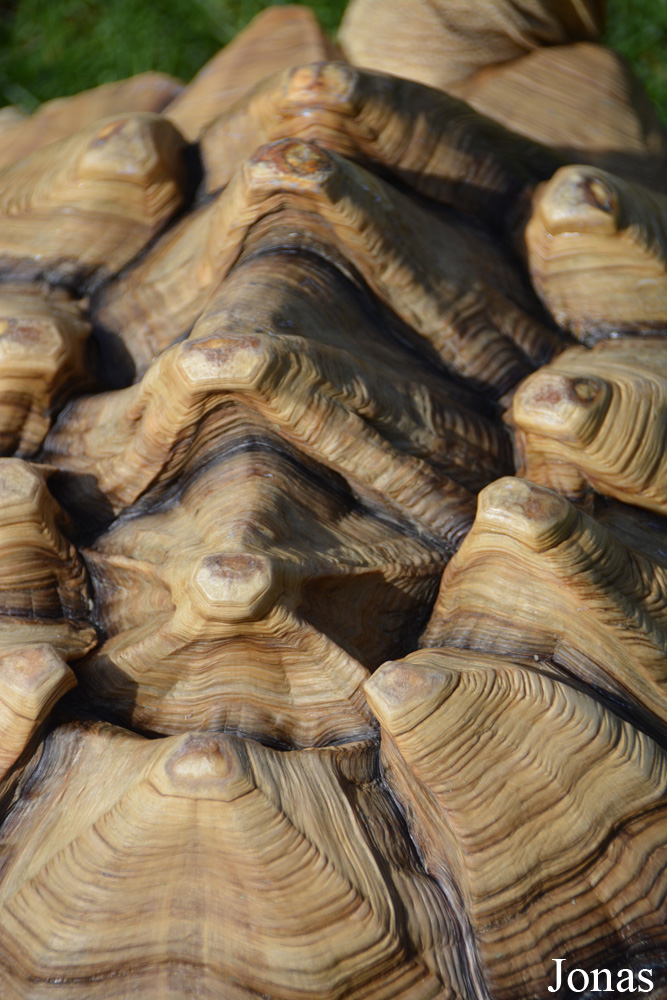 Centrochelys sulcata