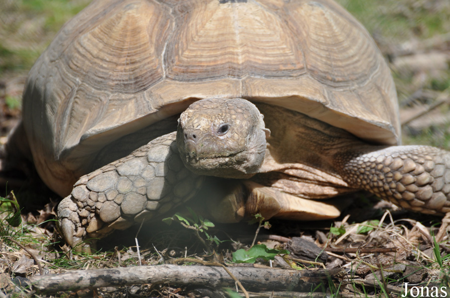 Centrochelys sulcata
