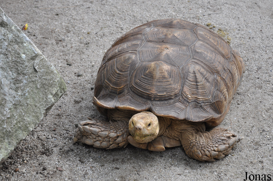 Centrochelys sulcata