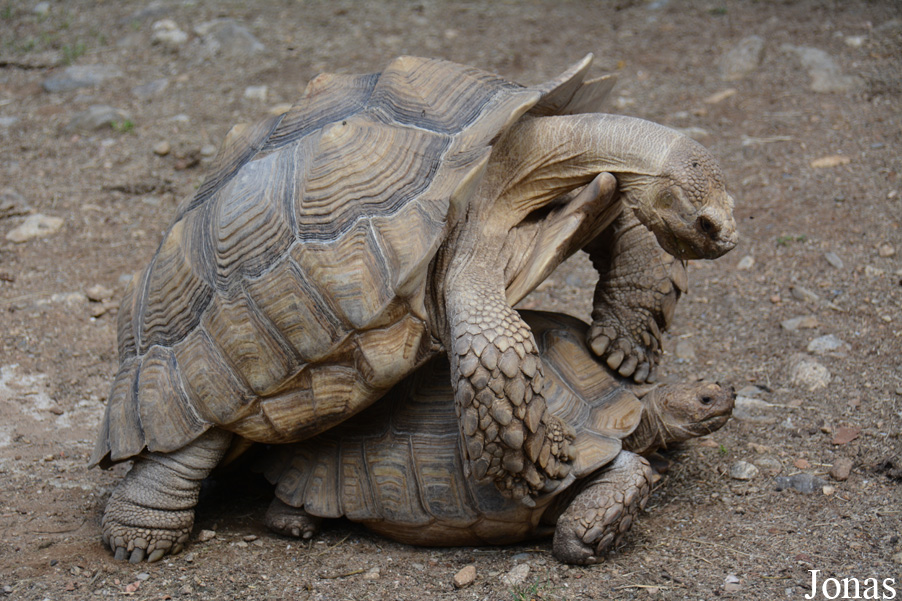 Centrochelys sulcata