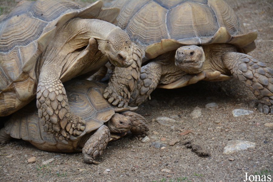 Centrochelys sulcata