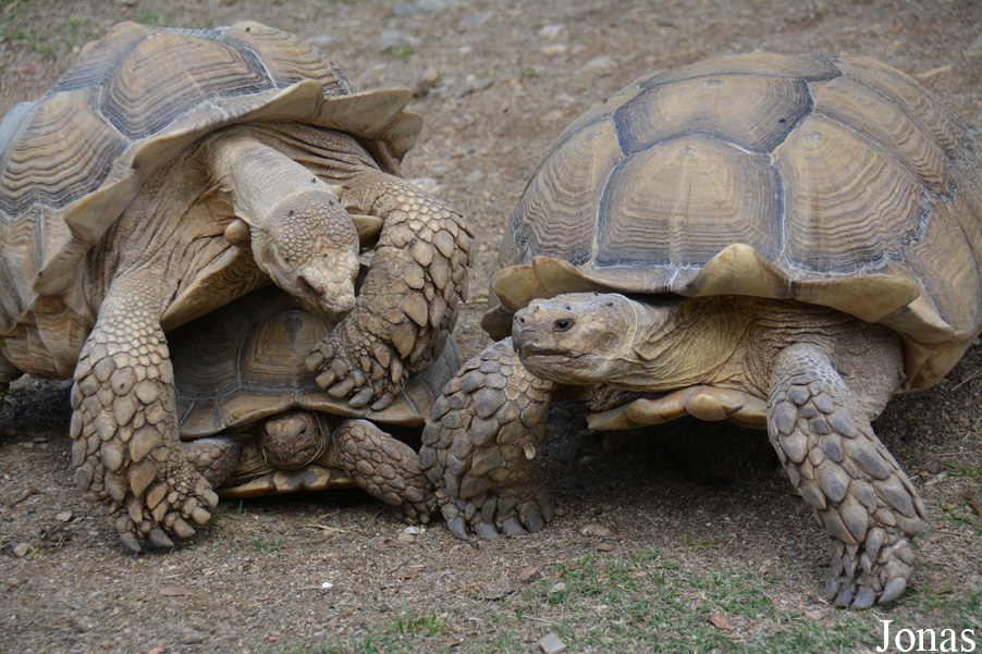 Centrochelys sulcata