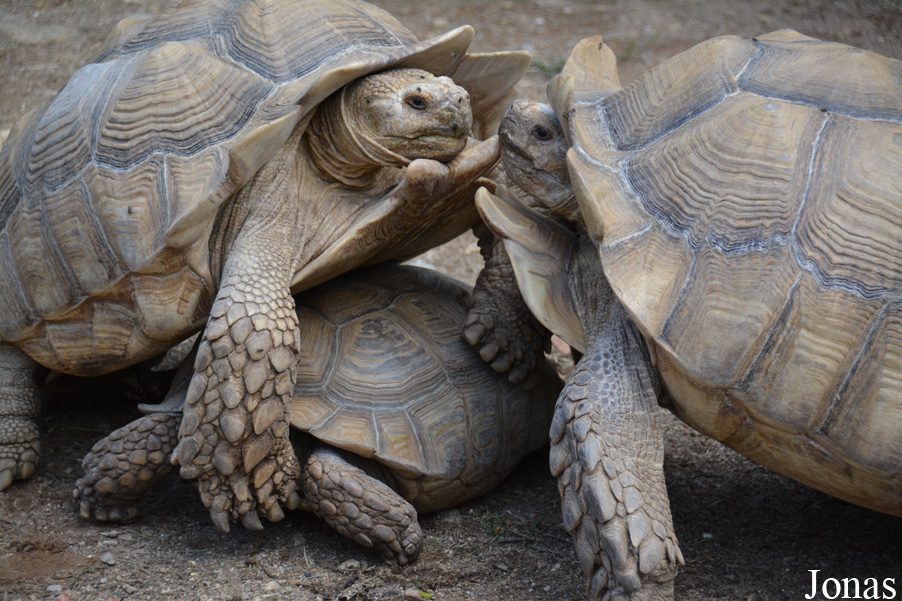 Centrochelys sulcata