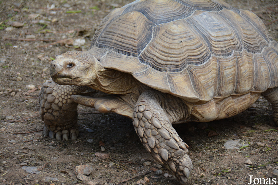 Centrochelys sulcata