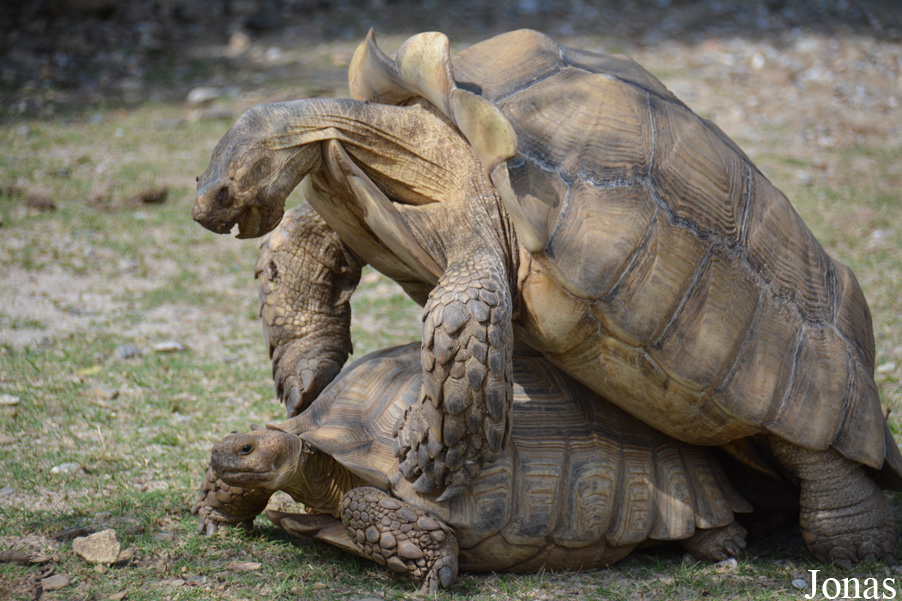 Centrochelys sulcata