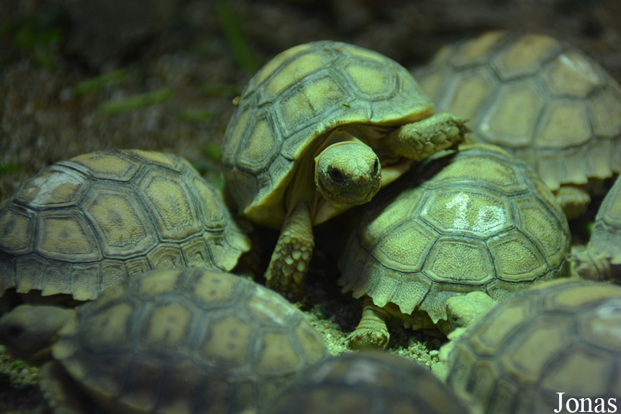 Centrochelys sulcata