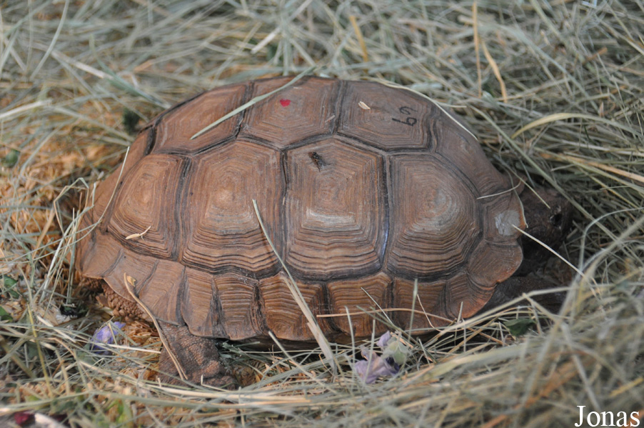 Chelonoidis chilensis