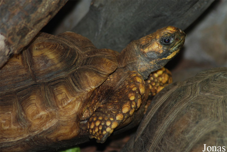 Chelonoidis denticulata