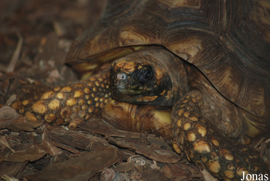 Chelonoidis denticulata