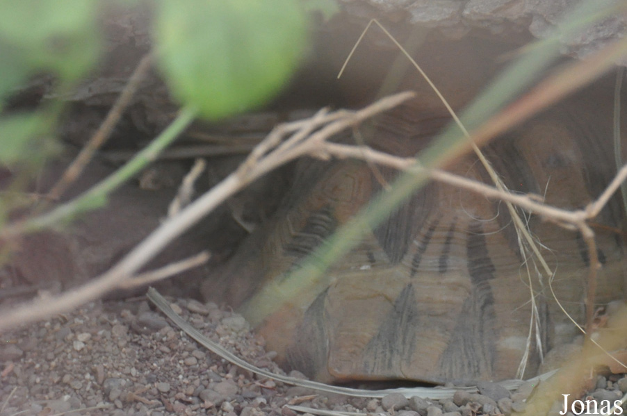Chersina angulata