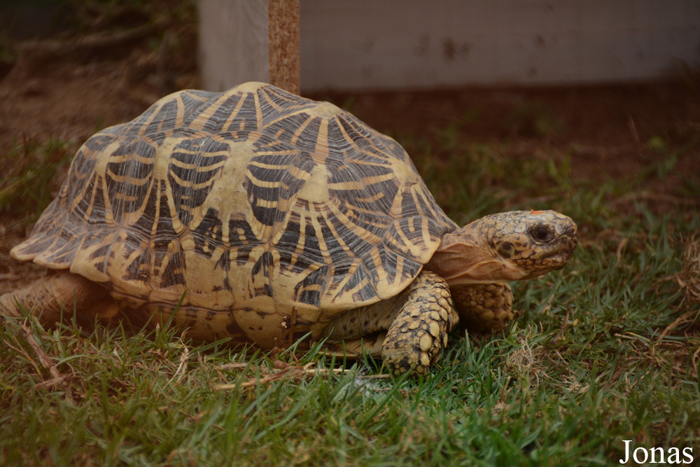 Geochelone elegans
