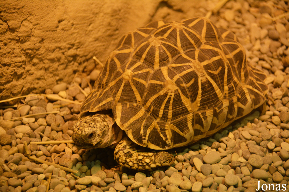Geochelone elegans