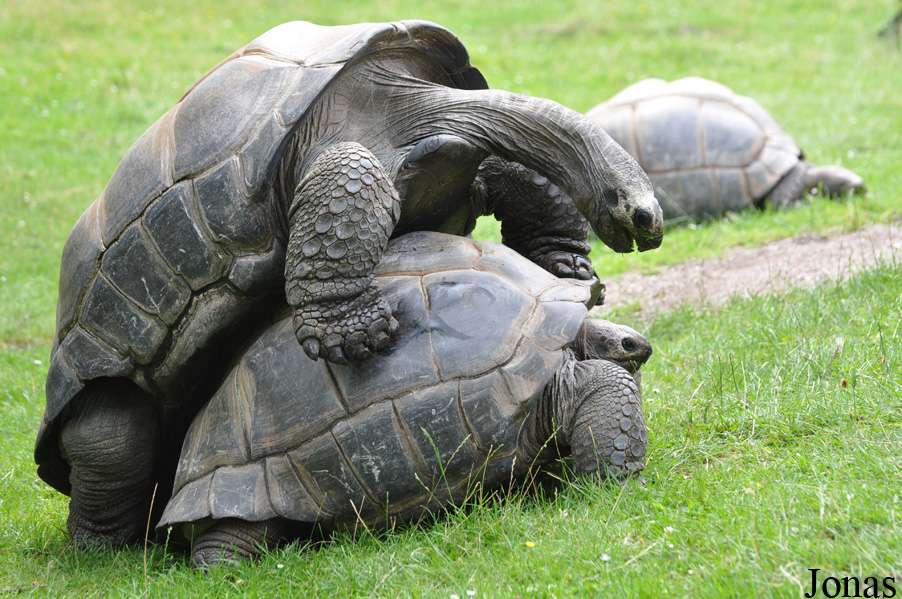Geochelone gigantea