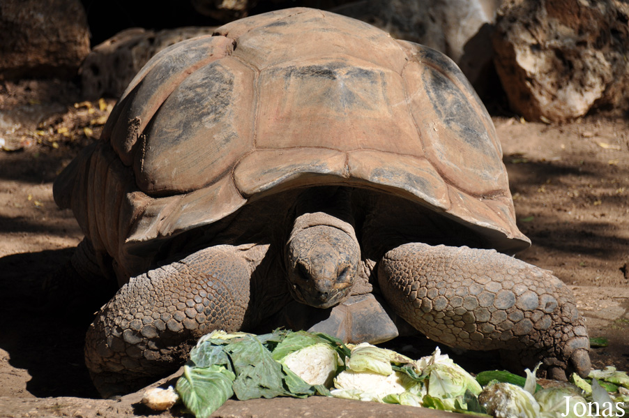 Geochelone gigantea