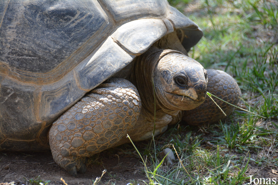 Geochelone gigantea