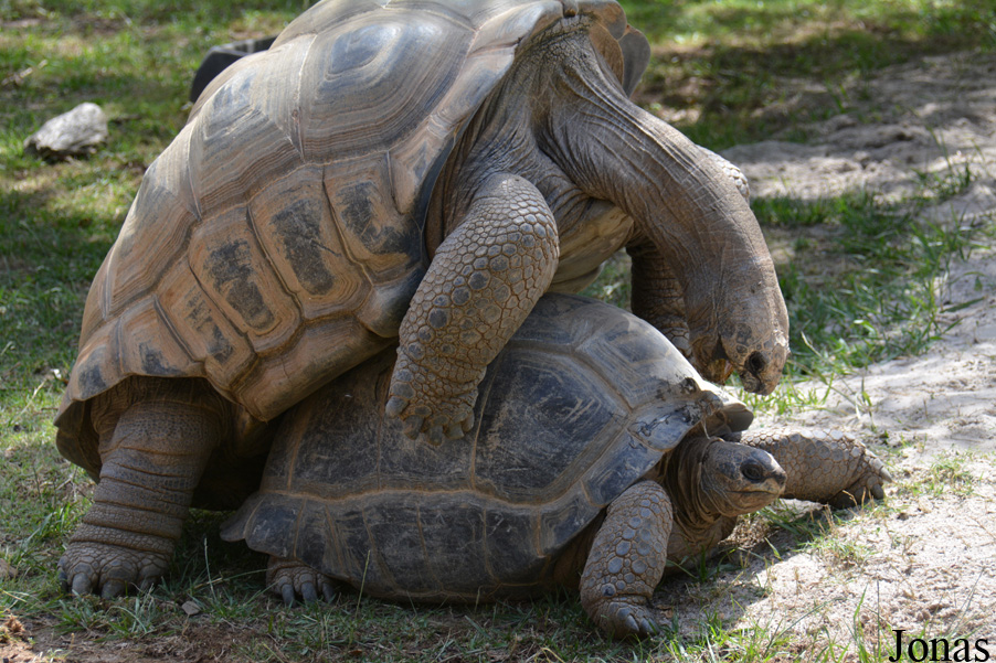 Geochelone gigantea