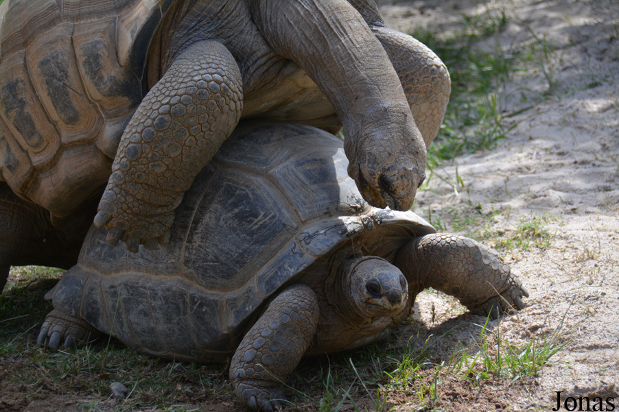 Geochelone gigantea