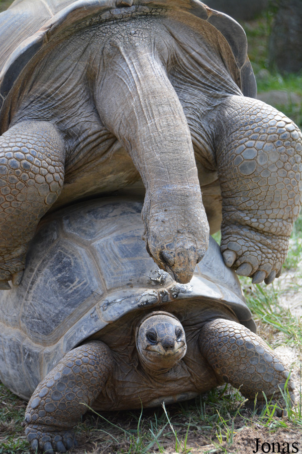 Geochelone gigantea