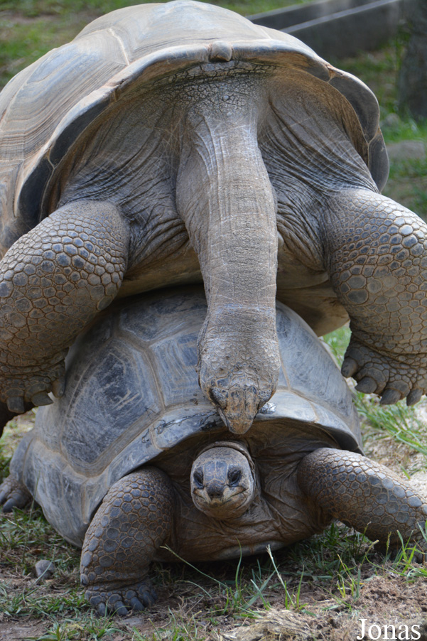 Geochelone gigantea