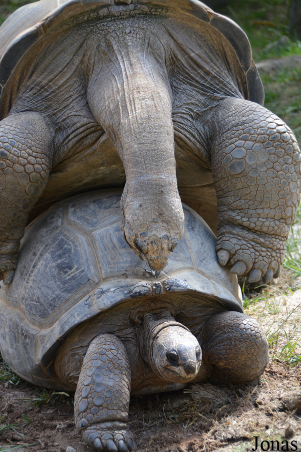 Geochelone gigantea