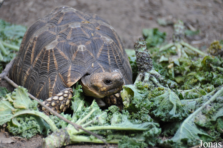 Geochelone platynota