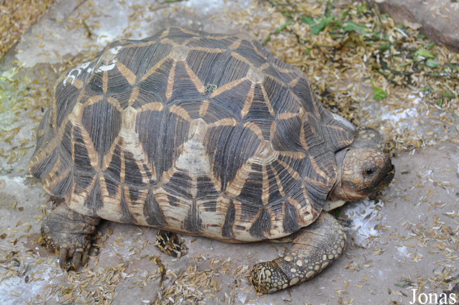 Geochelone platynota