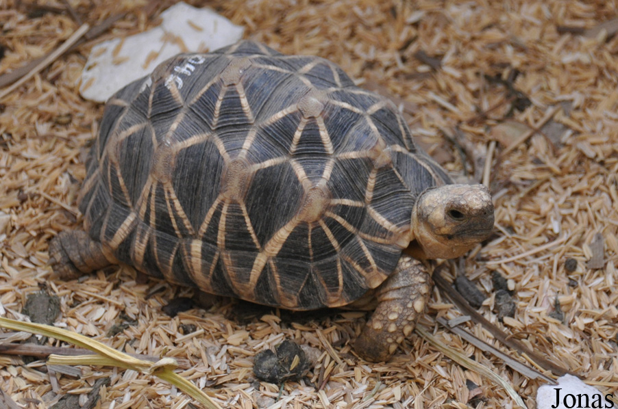 Geochelone platynota