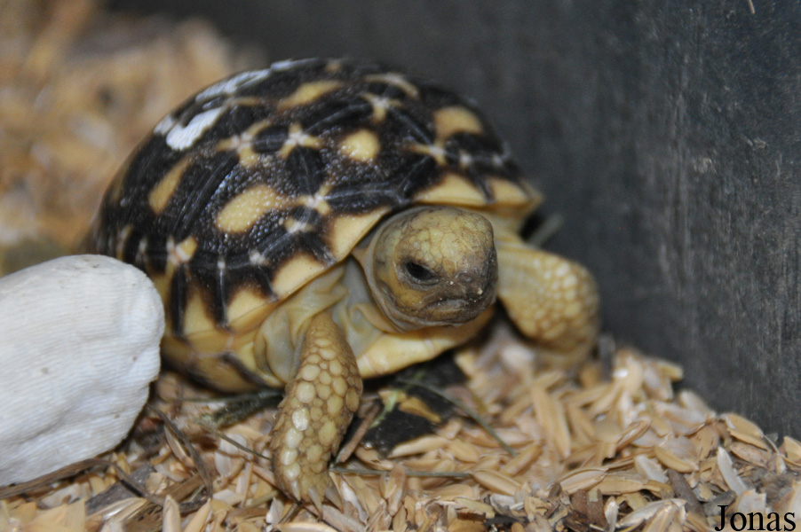 Geochelone platynota