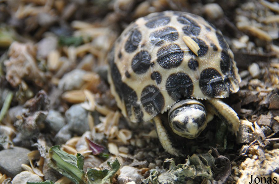 Geochelone platynota