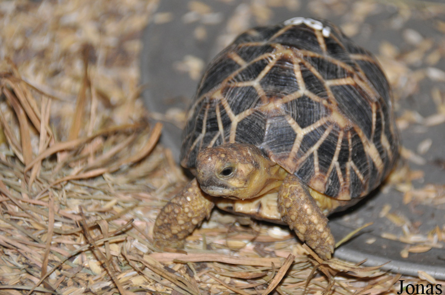 Geochelone platynota
