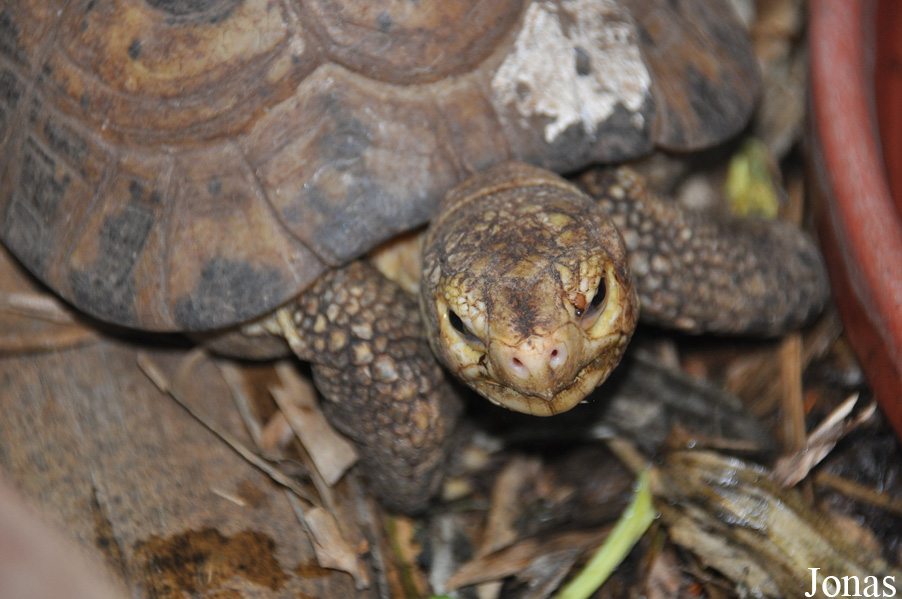 Indotestudo forstenii
