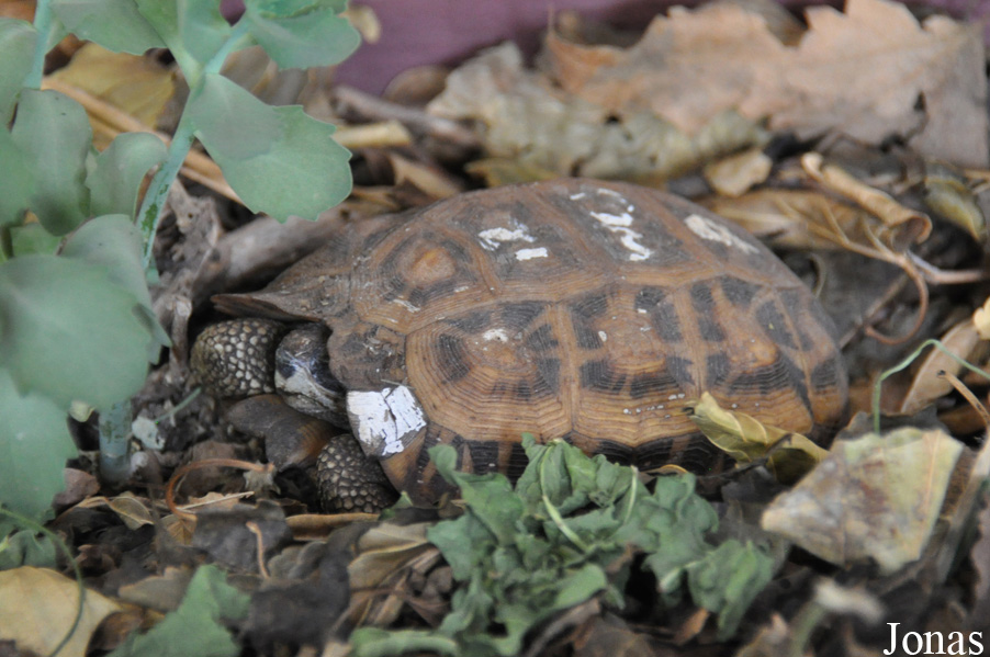 Pyxis planicauda