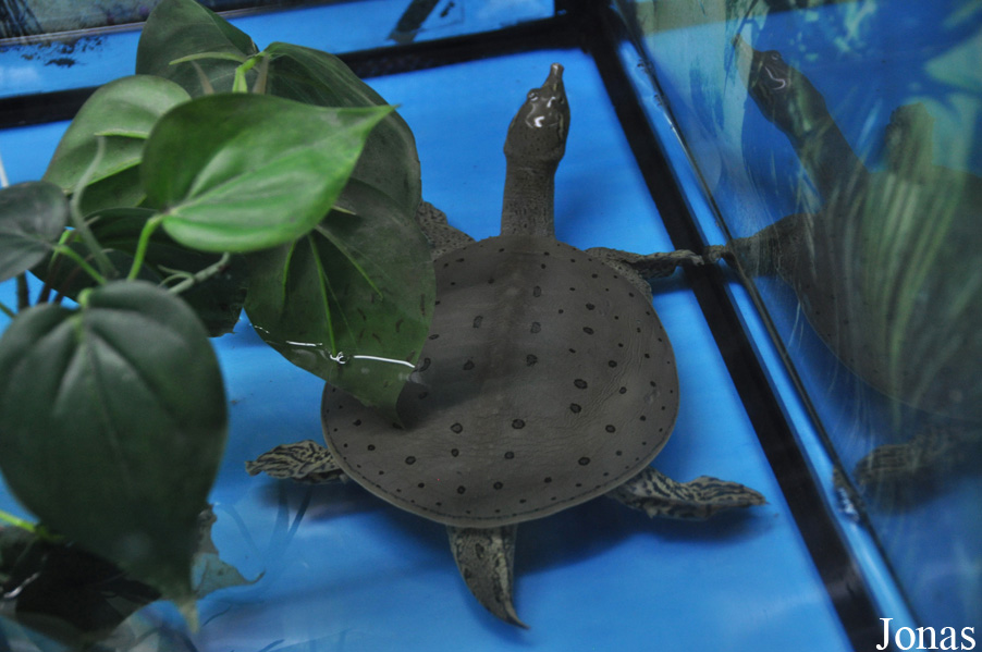 Apalone spinifera