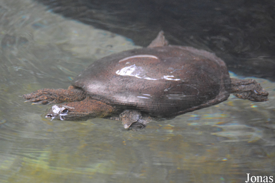Lissemys punctata