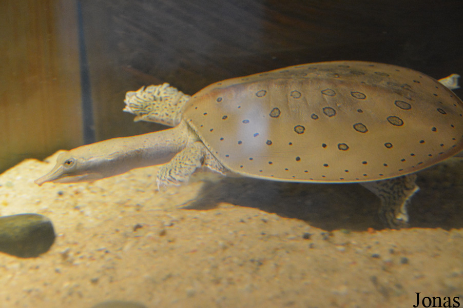 Pelodiscus sinensis