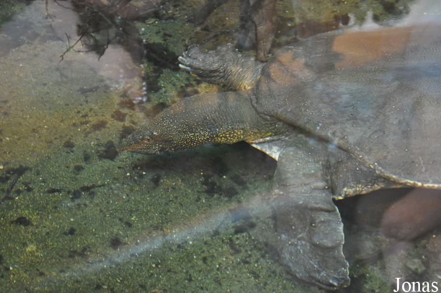 Trionyx triunguis