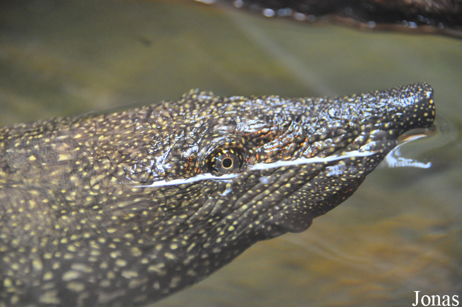 Trionyx triunguis