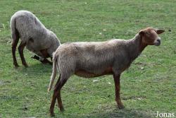 Parc Animalier de Rochehaut