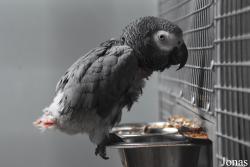 Psittacus timneh